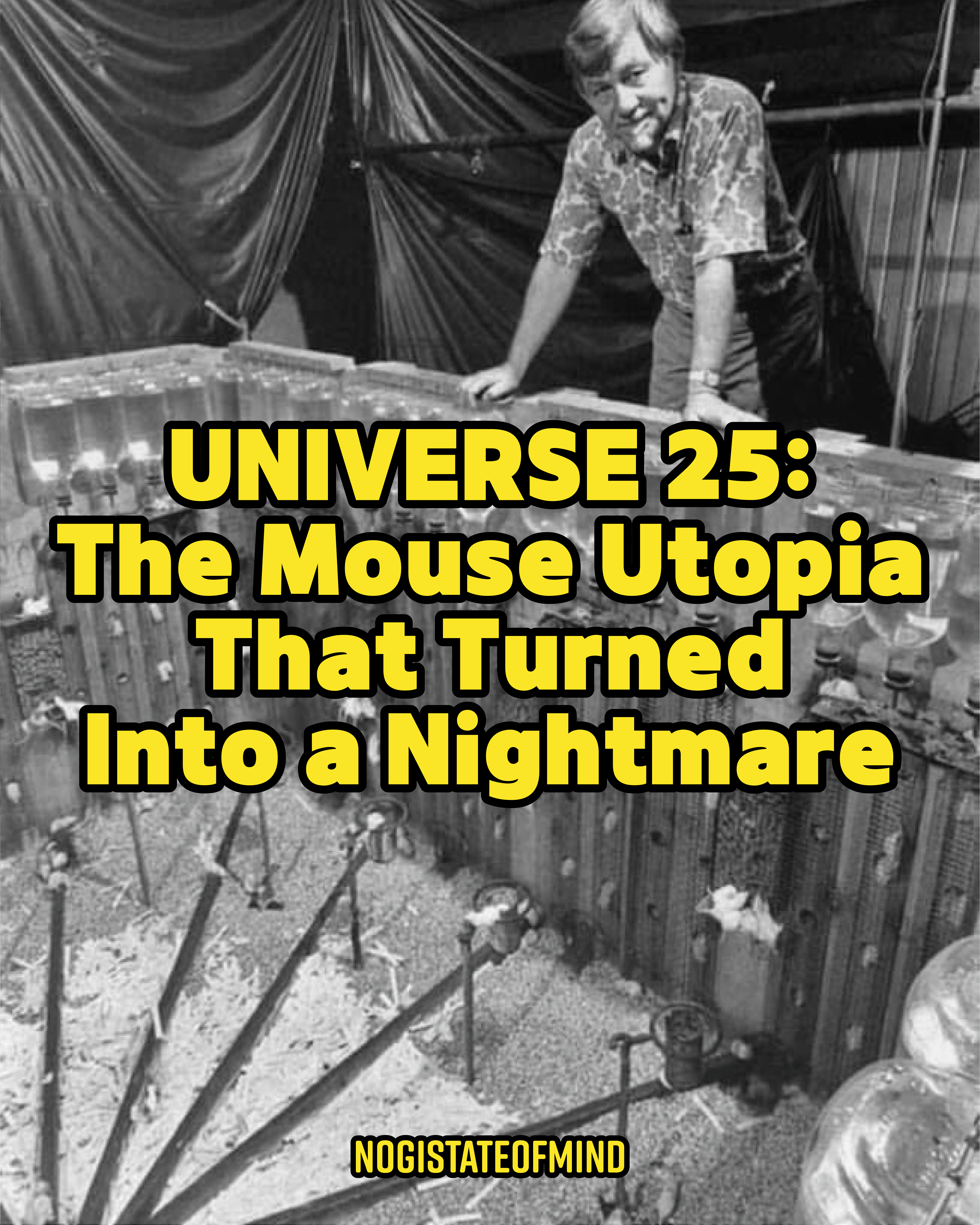 Universe 25: The Mouse Utopia That Turned Into a Nightmare